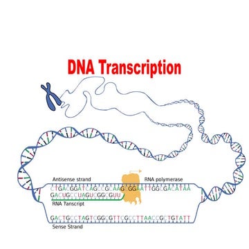 MUCLecture_2023_11194641111111111111.pptx