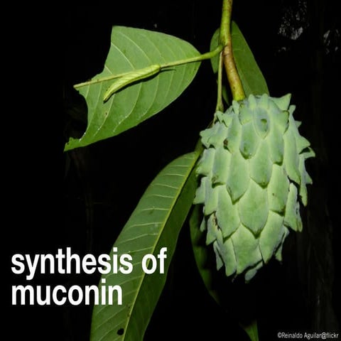 Muconin