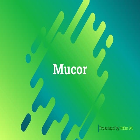 Mucor fungi ppt