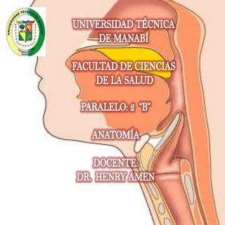Mucosas de la faringe