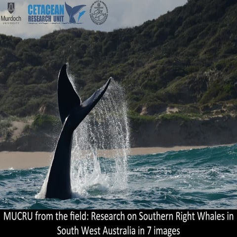Mucru from the field: : Research on Southern Right Whales in South West Australia in 7 images