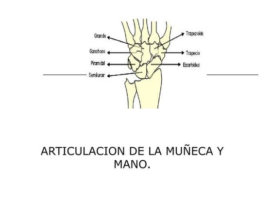 La región digito palmar | PPT