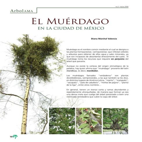 El Muérdago en la ciudad de México | PDF