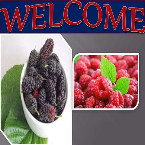 Mulberry and raspberry | PPTX