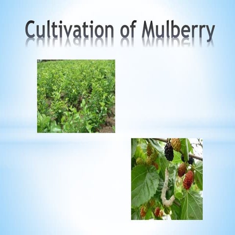 Mulberry cultivation