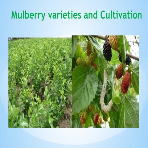 Mulberry cultivation | PPTX