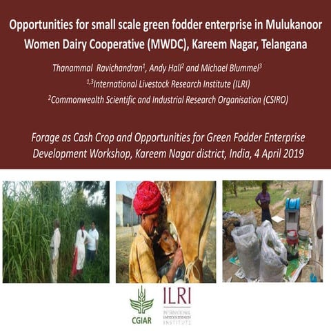 Opportunities for small scale green fodder enterprise in Mulukanoor Women Dai...