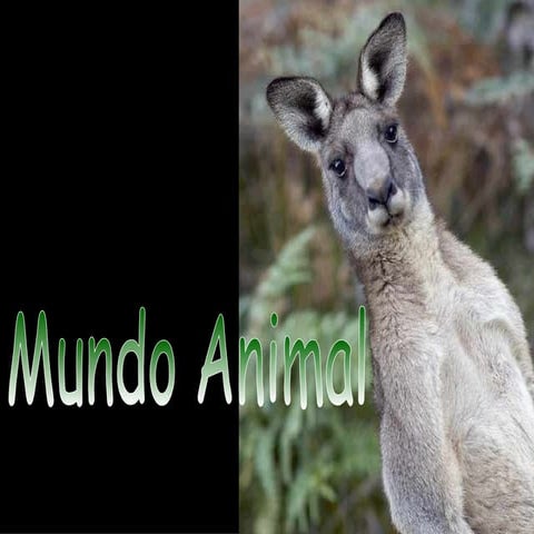 MUNDO ANIMAL