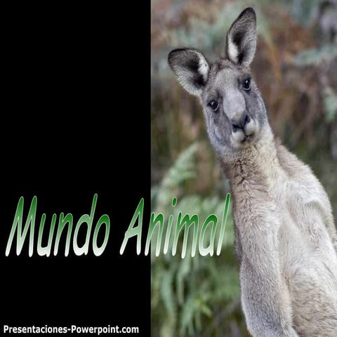 Mundo Animal