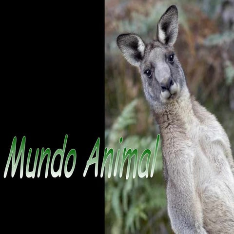 Mundo Animal