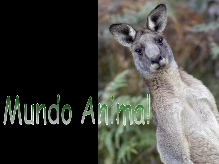 Mundo Animal