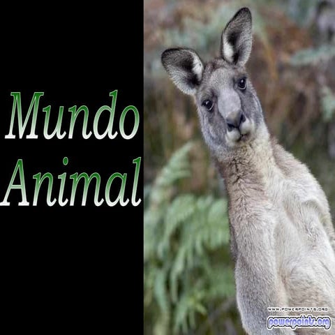 Mundo animal 