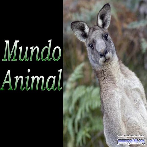 Mundo animal 1730