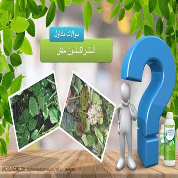 آنتراکنوز ماش 