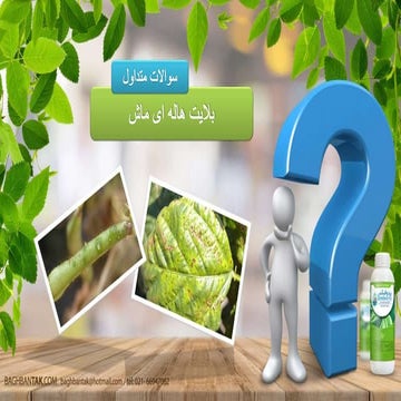 بلایت هاله ای ماش 