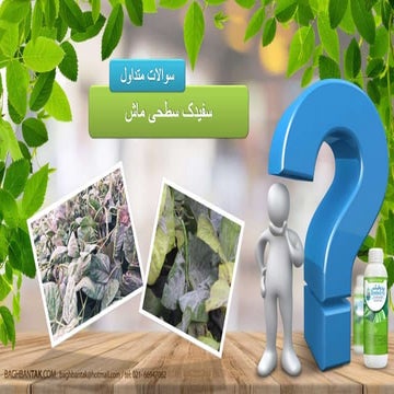 سفیدک سطحی ماش