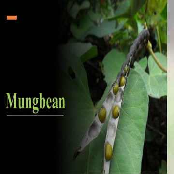 Mung bean ppt
