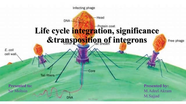 Mu phage 