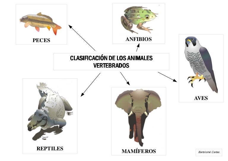 Murales Animales Vertebrados Comunidades Autonomas