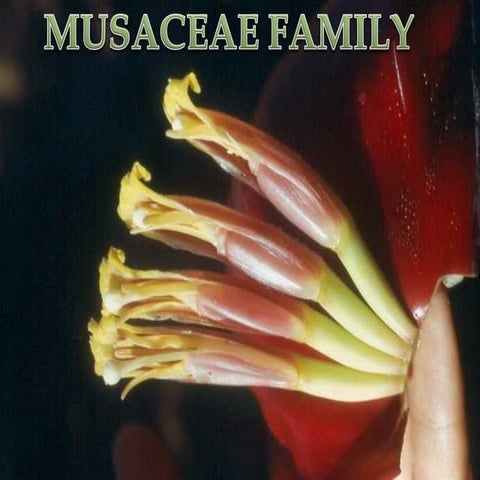Musaceae family