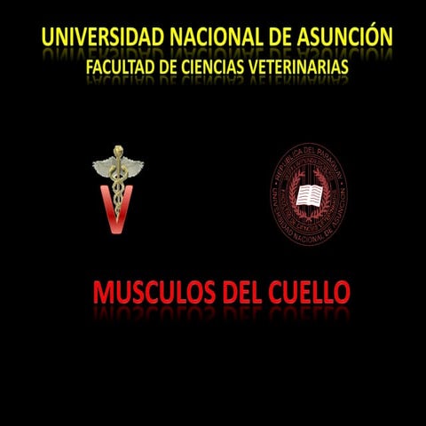 Musculos de la Región del cuello. Bovino