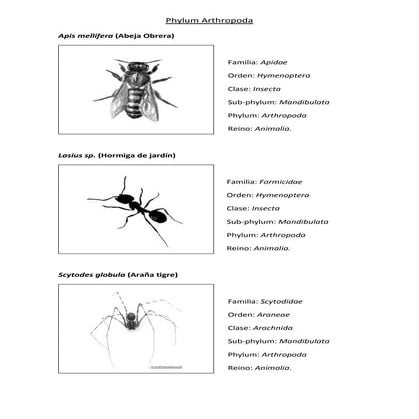 Clasificación taxonómica de especies del Philum Arthopoda más comúnes en nues...
