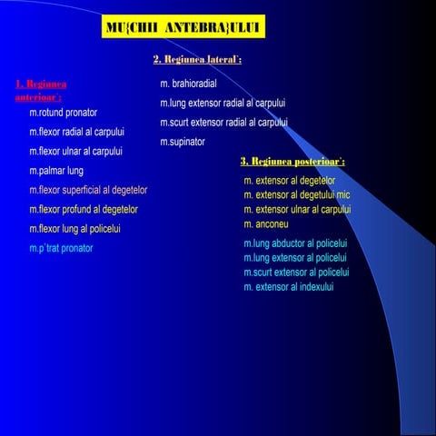 Muschii antebratului