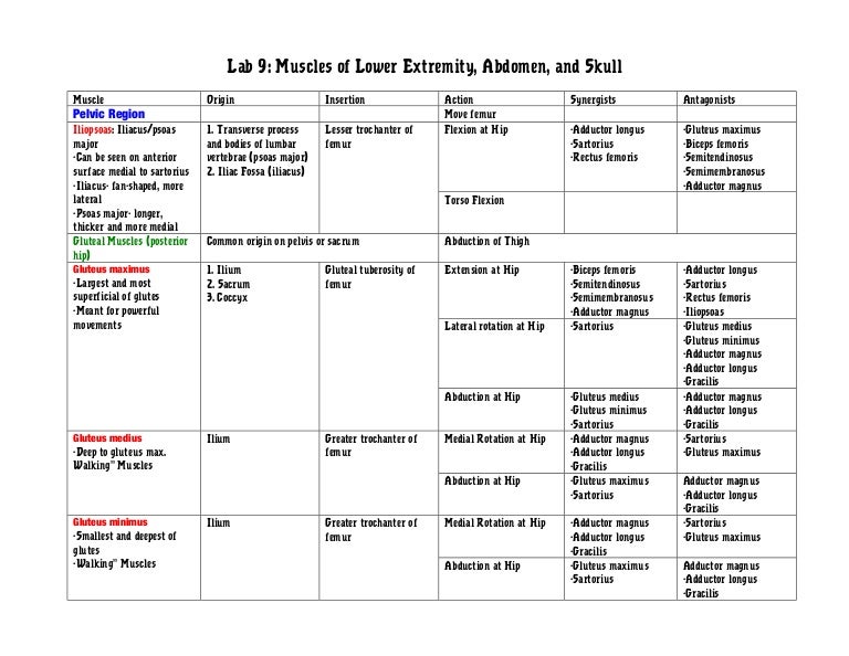 Gluteus Anatomy Chart