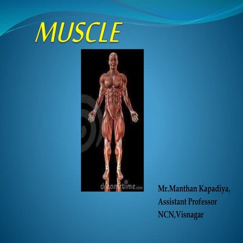 Muscles anatomy and physiology 