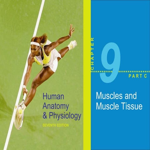 Muscle Energy Systems