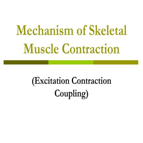 Excitation - Contraction coupling