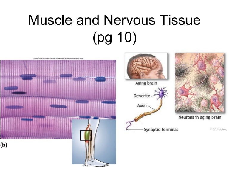 Muscle and nervous tissue