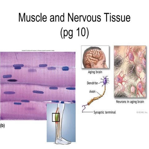 Muscle and nervous tissue