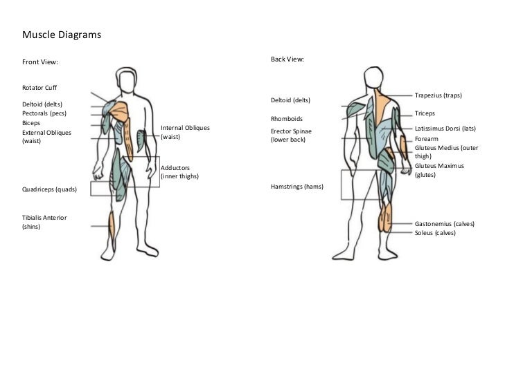 Muscle and skeleton diagrams 1st stage