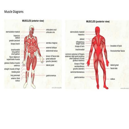 Muscle and skeleton diagrams  2nd stage