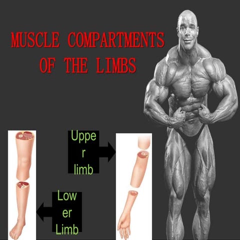 Muscle compartments of the limbs | PPTX