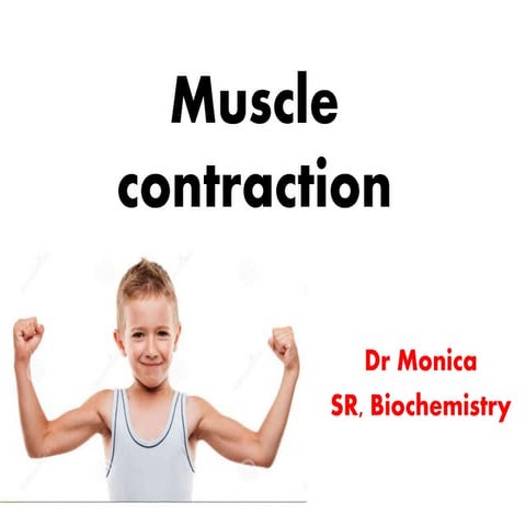 Muscle contraction