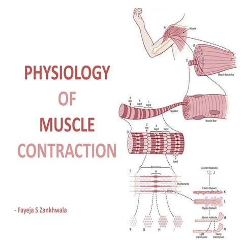 muscle contraction.pptx