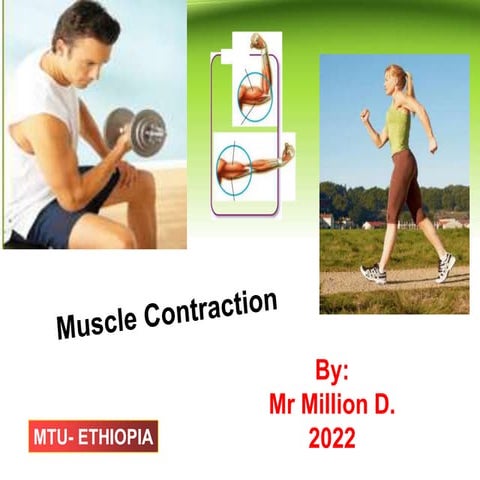 muscle contraction slide share.pptx