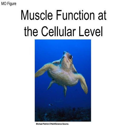 Muscle funccellularlevel animal systems