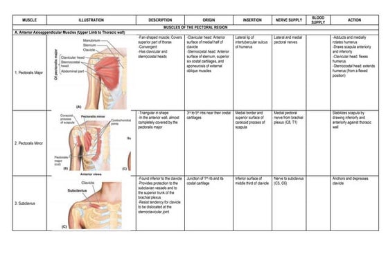 Muscles of the upper limb | PDF