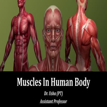 Muscle in human body