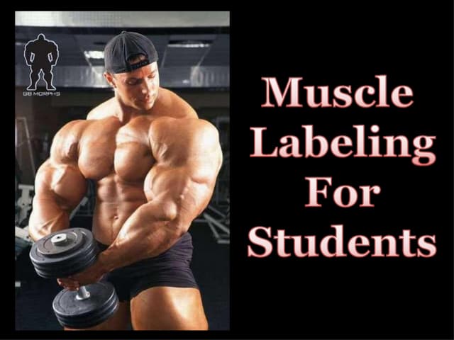 Muscle labeling for students