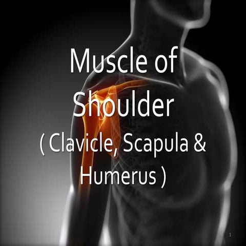 Muscle of shoulder (clavicle, scapula & humerus)