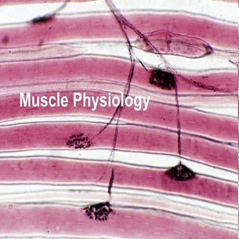 Muscle physiology
