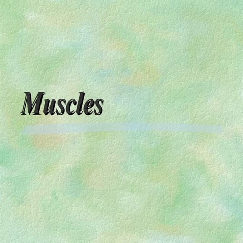 Muscles