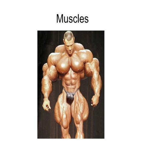 Muscles