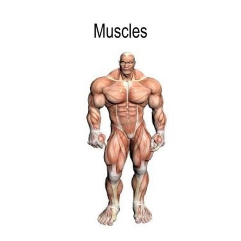 Muscles