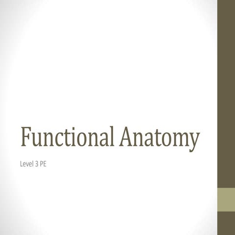 Functional Anatomy