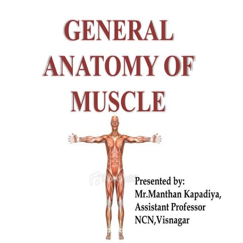 Muscles anatomy and physiology 
